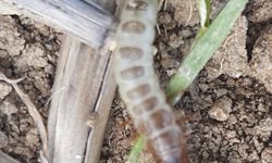 Bu böcekler Uşak'ın ekonomisini yiyip bitirebilir!