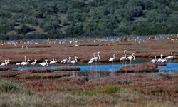 Milas'taki Tuzla Sulak Alanı'nda göçmen kuş yoğunluğu yaşanıyor