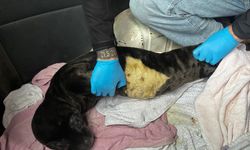 Muğla'da karaya vuran yavru fok koruma altına alındı