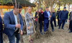 Aydın'da 4 bin kestane fidanı dağıtıldı
