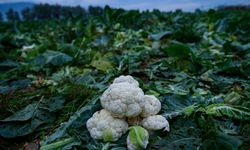 İzmir'in kışlık sebzelerde hasat zamanı