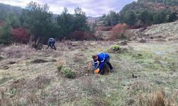 Demirci'de atıl araziler meyve ağaçlarıyla değerlenecek