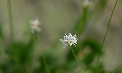 Emekli fen bilgisi öğretmeni yürüyüş sırasında yeni bitki türü keşfetti!
