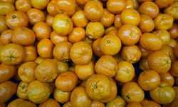 Türkiye mandalina ihracatında rekor kırdı!