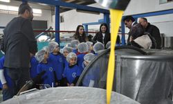 Salihli'deki minikler zeytinyağı üretimini öğrenmeye başladı