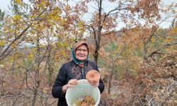 Uşak'taki çamlıklarda ispit mantarı toplanıyor! Sorkun köyünde mantar günü!
