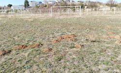 Uşak'taki futbol sahası, köstebeklerin yuvalandığı patates tarlasına dönüştü