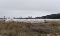 Uşak'ın Banaz ilçesi Hamamboğazı mevkiinde seracılık giderek yayılıyor