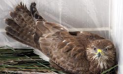 Denizli'de yaralı şahini koruma altına aldılar