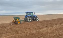 Uşak, Türkiye'nin çörekotunun yarısını yetiştiriyor !