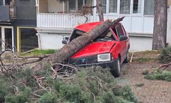 Gediz'de rüzgar ağacı devirdi!
