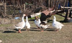 Afyonkarahisar'da kaz geçim kaynağı oldu