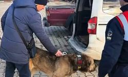 Banaz'ın komşusu Sandıklı'da köpek dövüştürenlere operasyon