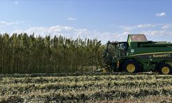 Uşak'ta kenevir üretimi kontrollü bir şekilde tarımsal amaçlı yapılabilecek!