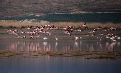 Uşak ve çevre illeri besleyen Büyük Menderes, kuş türlerine ev sahipliği yapıyor