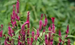 Horoz ibiği bitkisinin faydaları saymakla bitmiyor