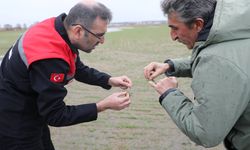 Uşak'ta Taşkın Sonrası Tarımsal Alanlarda İnceleme: Üreticinin Yüzü Güldü