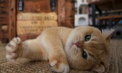 Evcil Kedilerin Kansere Etkisi !