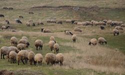 Küçükbaş hayvancılığa destek geliyor!