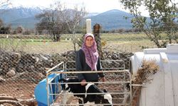 Bakıca'da yaşayan Birselin Önüt, 5 inekle ahırda başladığı üretimi büyütüp süt çiftliği haline geldi