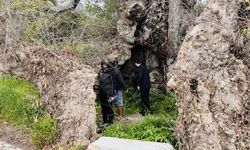 Yakaköy'deki dev çınarı korumak için çalışma başlattı