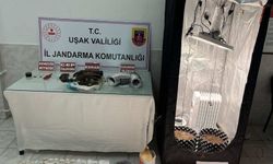 Uşak'ta iklimlendirme çadırında esrar yetiştirdiği öne sürülen baba ve oğluna operasyon