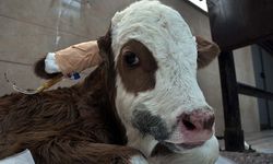 Uşak ve çevre illerdeki buzağı ölümlerine çözüm için bir araya geldiler