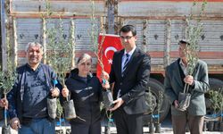 Uşak Karakuyu köyünde zeytin üretimini destek için fidan dağıtıldı