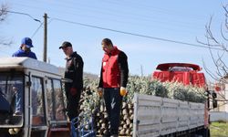 Uşak’ta 62 bin zeytin fidanı dikilecek