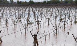 Gediz Nehri yine taştı, Ahmetler, Salihli ve Turgutlu'daki üzüm bağları sular altında kaldı