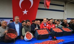 Uşak’ın komşusu Manisa’da 2026 yılının ilk Kiraz hasadı yapıldı!