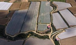 Alaşehir'deki üzüm bağları gelinlik giymiş gibi duruyor!