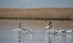 Eber gölündeki su seviyesi 3 kat arttı!