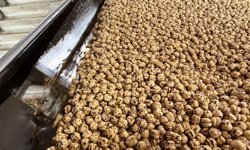 Ulubey ve diğer Ege nohutlarıyla üretilen Tavşanlı leblebisi, Irak ve İspanya gibi ülkelere gidiyor