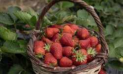 Bu yıl aşırı yağışlar Emiralem çileğinde verimi artırdı! Kilosu 100 liraya kadar geriledi!