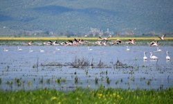 Gölmarmara, Salihli ve Saruhanlı arasındaki Marmara Gölü yeniden eski günlerine döndü