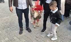 Uşak'ta nişanlı gence bayram öncesi koç hediye etme geleneği yaşatılıyor