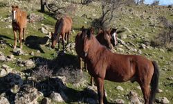 Uşak Merkez Bağbaşı köyündeki yılkı atları korunmalıdır!