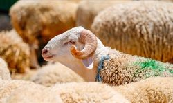 Uşak'taki vatandaşlara kurbanlık seçimi için önemli ve hayati uyarılar!