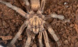 Bafa gölünde bulunan dev tarantula Türkiye hayvan varlığına tekrar kazandırıldı