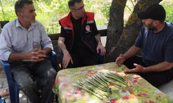 Uşak'ta Kuşkonmaz üretimi yaygınlaşırken ilk hasatlar Karaboyalık'tan alındı