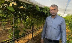 Uşak'ın komşusu Manisa Sarıgöl'deki üzümü sıcaktan ve yağmurdan koruma çalışması
