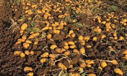 Sandıklı'da bu dönemin yazlık patates hasadı başladı