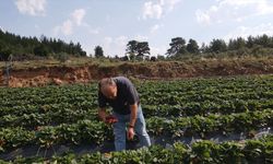 Muğla’da 8 yıl önce başlayan çilek üretimiyle bugün 1614 aile geçimini sağlıyor