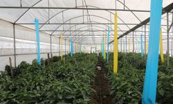 Uşak'ın Karabol ve diğer köylerinde kışlık lahana, karnabahar ve brokoli yetiştiriliyor