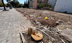 Uşak Uğur Mumcu Caddesi'nde inşaat yapılacak arsanın önündeki ağaçlar kesildi