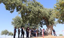 Atatürk'ün Eşme Takmak'ta tarihi emri yazdırdığı anıt ağacı ziyaret ettiler