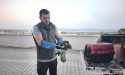Kütahya'da yol kenarında bulduğu yaralı kuşu tedavi için yetkililere teslim etti