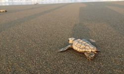Caretta caretta “Azimut”, Sarıgerme sahilinde 37 yavruyla neslini sürdürdü