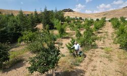 Afyon’daki kıraç araziye 15 yıl emek veren Necati Gündüz, adeta çölde vaha oluşturdu